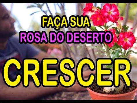 Total Imagem Como Fazer A Rosa Do Deserto Crescer Br Thptnganamst