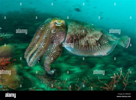 Broadclub Cuttlefish Sepia Latimanus Swimming Over Coral Reef