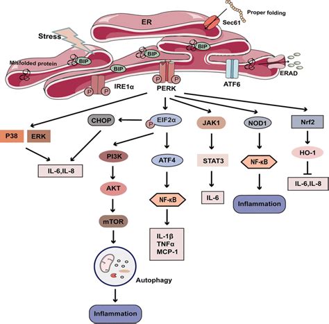 Perk Mediated Inflammation The Main Downstream Targets Of Perk Are