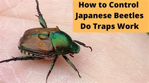 How To Control Japanese Beetles Do Traps Work Youtube