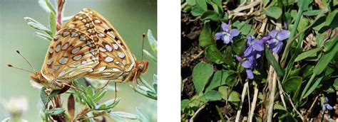 Butterfly Species List Rocky Mountain National Park Us National