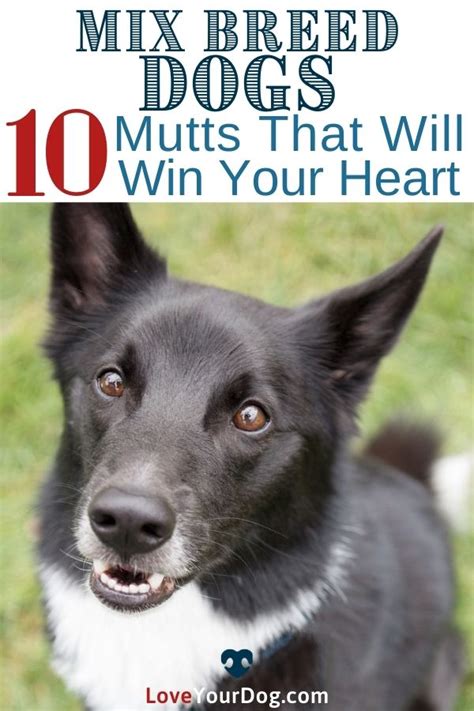 10 Different Mixed Breed Dogs These Mutts Will Win Your Heart Artofit