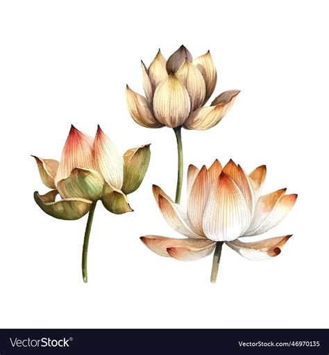 Watercolor white lotus flower isolated Royalty Free Vector