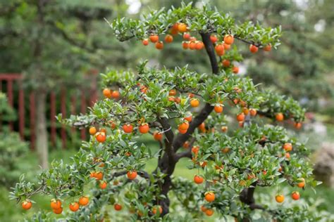 Grow Bonsai Fruit Tree Seed: A Complete Guide