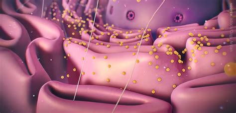 Endoplasmic Reticulum Stress Lipid Metabolism Lipotype Gmbh