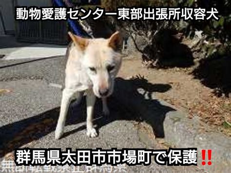 大タコちゃん🐙 On Twitter 保管事務所 群馬県動物愛護センター（東部出張所） 🆘 🔵 保管終了期日 2022年3月7日 飼い主