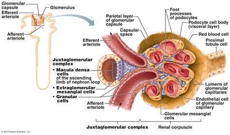 Explore the Fascinating Urinary System