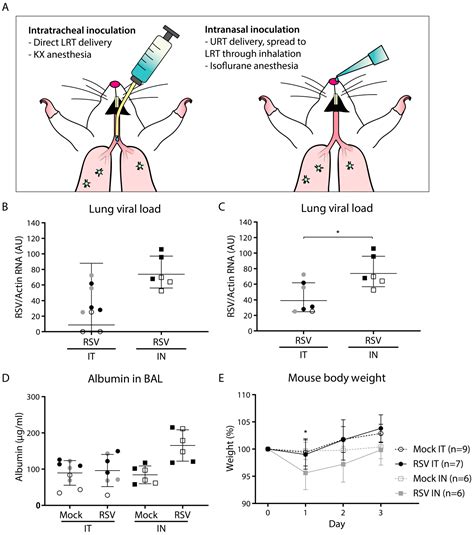 Pathogenesis Of Respiratory Syncytial Virus Infection In BALB C Mice