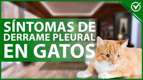 DERRAME PLEURAL en GATOS Qué es causas síntomas diagnóstico y