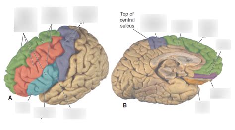 Frontal Lobe Diagram | Quizlet