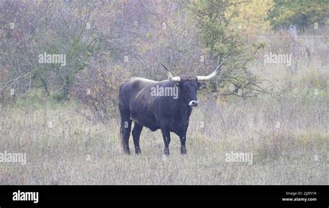 A domestic cattle with horns in the field Stock Photo - Alamy