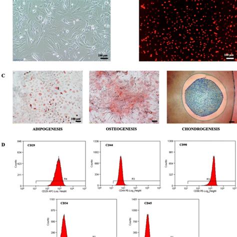 Characterization Of Rat Bm Mscs A Brightfield Image Of Bm Mscs In Download Scientific Diagram