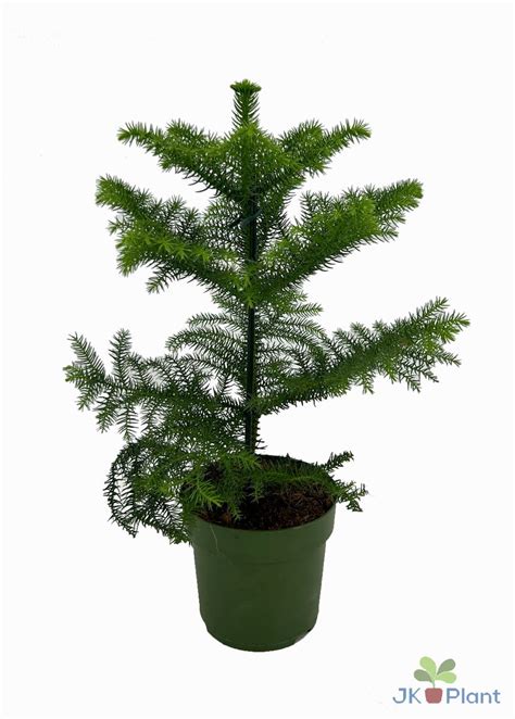 Araucaria Heterophylla Plant Wholesale Floraccess