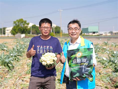 夏季花椰菜生產抗逆境有妙招 微生物與循環資材綜合應用發揮功效臺中區農業改良場