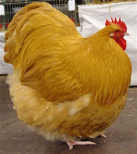 Orpington chicken - Alchetron, The Free Social Encyclopedia