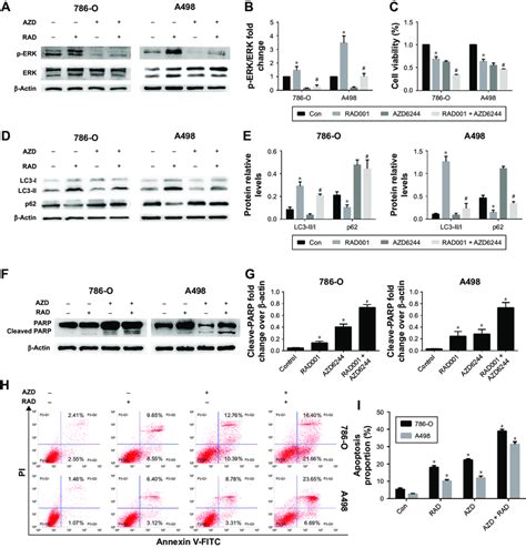 Selumetinib AZD6244 Significantly Enhances RAD001 Induced Apoptosis