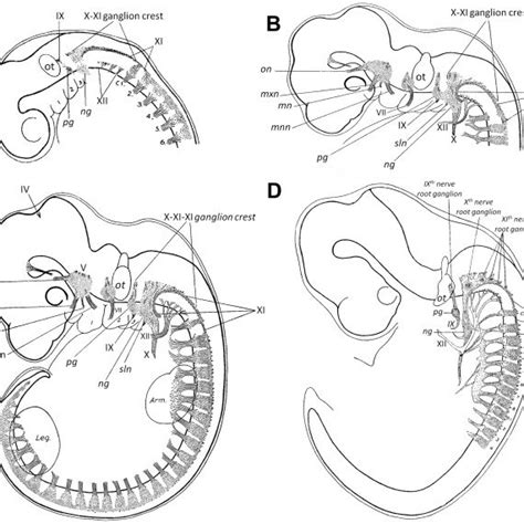 Communicating Branch Of The Geniculate Ganglion Of The Facial Nerve