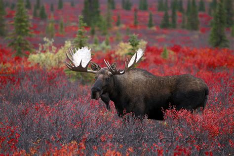 Brian Montalbo Photography Alaska Animals Alaska Moose Beautiful