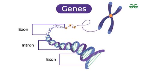 Gene Structure Types And Characteristics