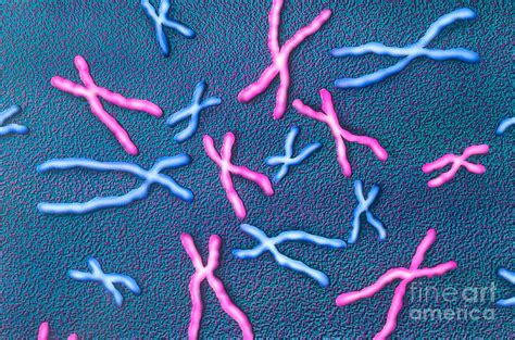 Metaphase Chromosomes Photograph by Omikron