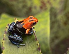 Ranitomeya Fantasticus Varadero Blue Poison Dart Frog Poison Arrow