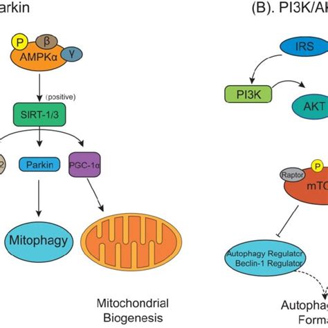 Pdf The Role Of Autophagy And Mitophagy In Bone Metabolic Disorders