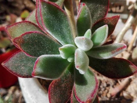 9 Types Of Fuzzy Succulents And How To Care For Them Smart Plants