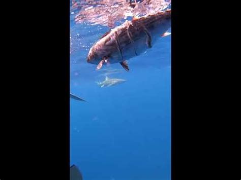 Lemon Shark Snaps At The Bait Shorts YouTube