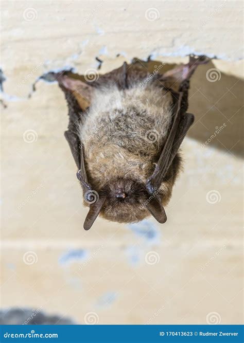 Hibernating whiskered bat stock image. Image of cave - 170413623
