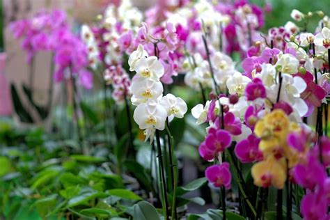 Himachal Turns To Sikkims Orchids To Revive Its Struggling