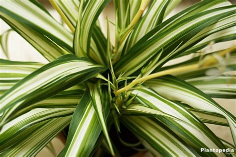 Spider Plant Chlorophytum Comosum How To Grow And Care Plantopedia Easy Care Indoor Plants