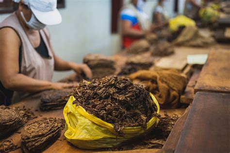 Tembakau Tidak Hanya Untuk Rokok Ini 5 Kegunaan Lainnya