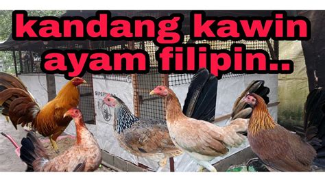 Peternakan Ayam Di Filipina