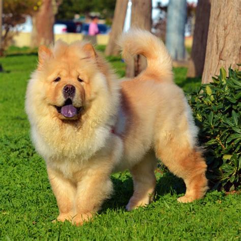 Chinese Chow Chow | Dog Breeds