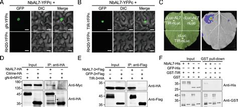 The Mapk Alfin Like Module Negatively Regulates Ros Scavenging Genes