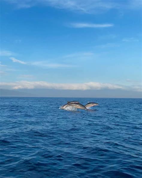 How to Swim With the Dolphins at Sunrise in Lovina, Bali