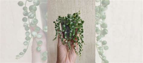 Крестовник роули вариегатный купить в Москве | Товары для дома и дачи ...