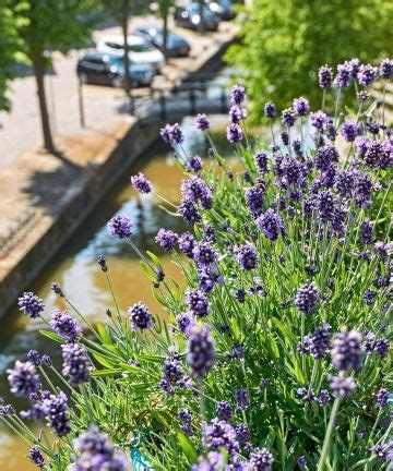 Balcony plants: 23 picks for pocket-sized growing spaces | Gardeningetc