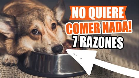 PÉRDIDA de APETITO en PERROS 7 Razones Más Comunes YouTube