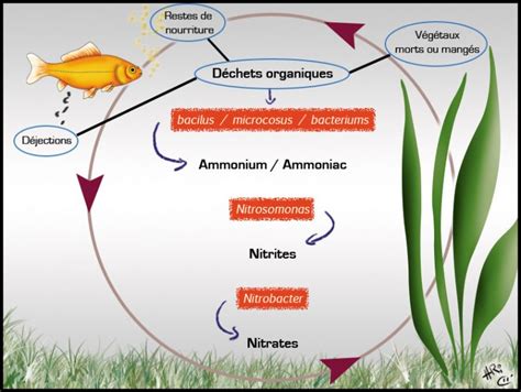 Le cycle de lazote Association Française du Poisson Rouge