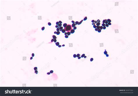 Budding Yeast Cell Structure Stock Photo Shutterstock