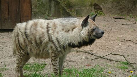 Hyena Hybrids - Mammalian Hybrids