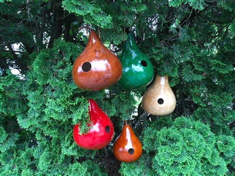 Gourd Birdhouses Special 5 Stained Handmade Etsy