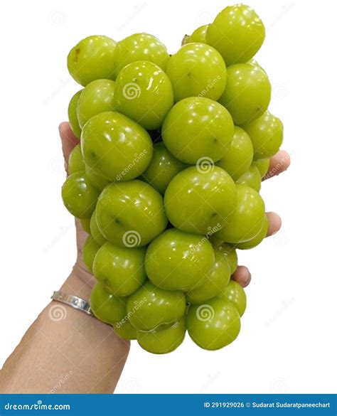 Japanese Grapes Simuscus Grapes Korean Grapes Korean Fruit Stock