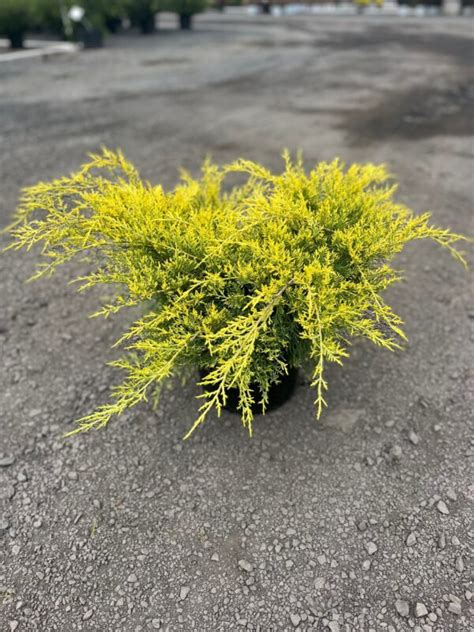 Juniperus C Gold Lace Gold Lace Juniper Feeney S Wholesale Nursery