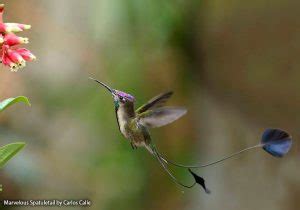 Hummingbirds