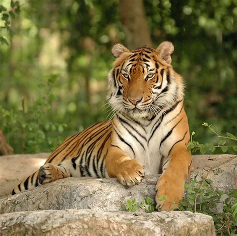 indochinese tiger habitat indochinese tiger stock photo minden