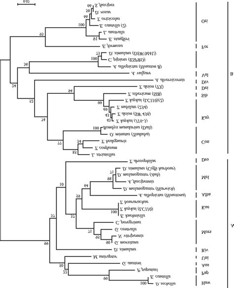 Phylogenetic Tree Of Wolbachia Based On Wsp Gene Sequences The Name Of