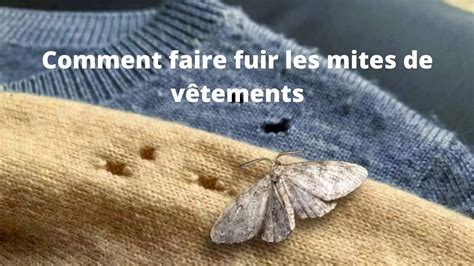 Comment Faire Fuir Les Mites De V Tements Astuces G Nial Youtube