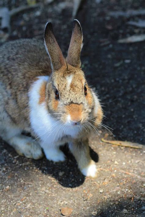 What To Do If Your Rabbit Isnt Eating Cecotropes Every Bunny Welcome